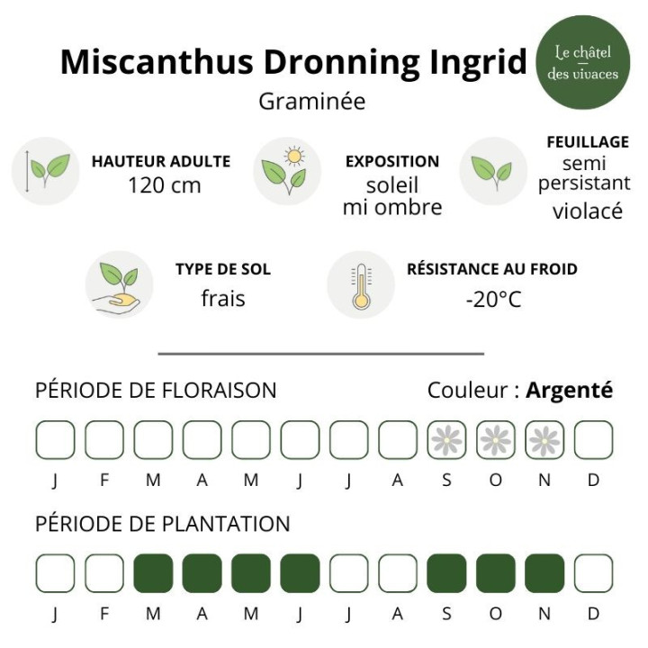 Miscanthus sinensis Dronning Ingrid