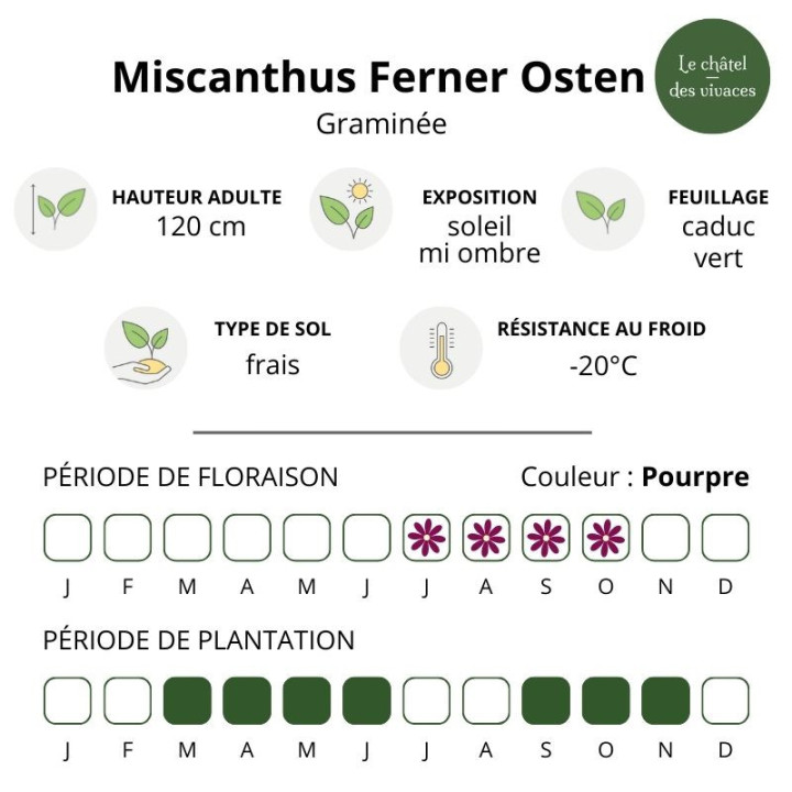 Miscanthus sinensis Ferner Osten