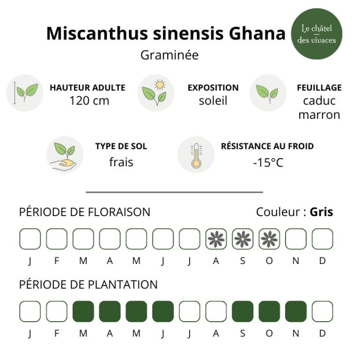 Miscanthus sinensis Ghana