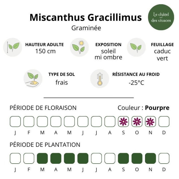 Fiche technique Miscanthus Gracillimus hauteur exposition rusticité floraison