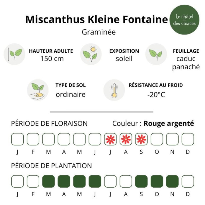 Miscanthus sinensis Kleine Fontaine