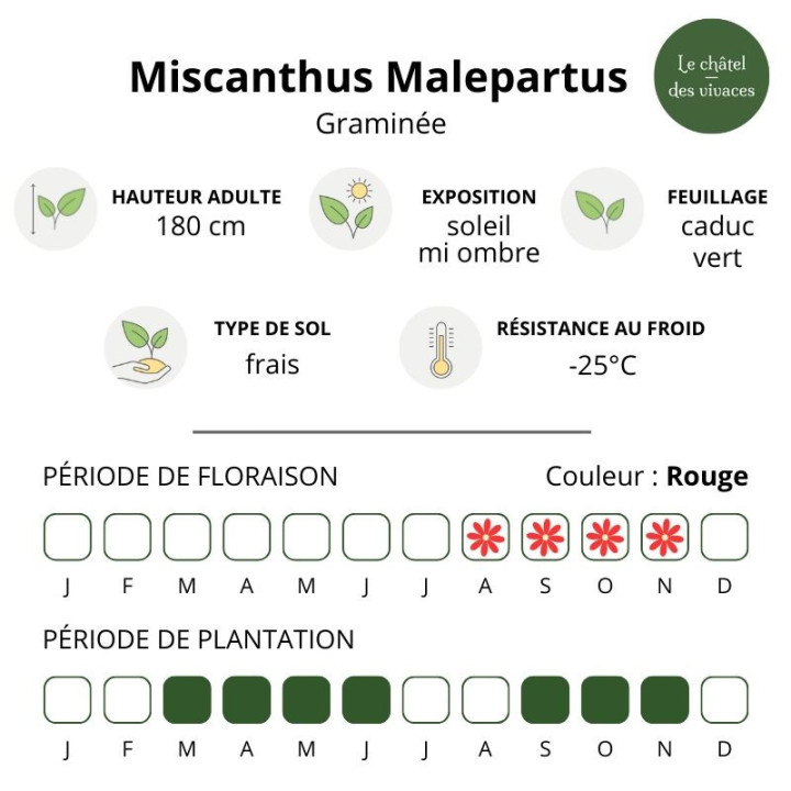 Miscanthus sinensis Malepartus