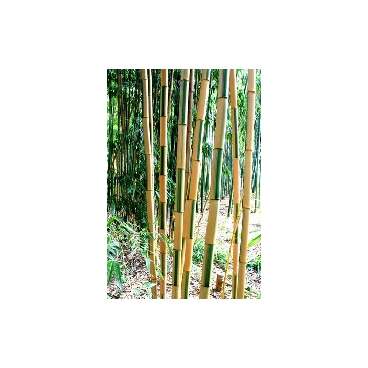 Bambou Phyllostachys bambusoides Castillonis