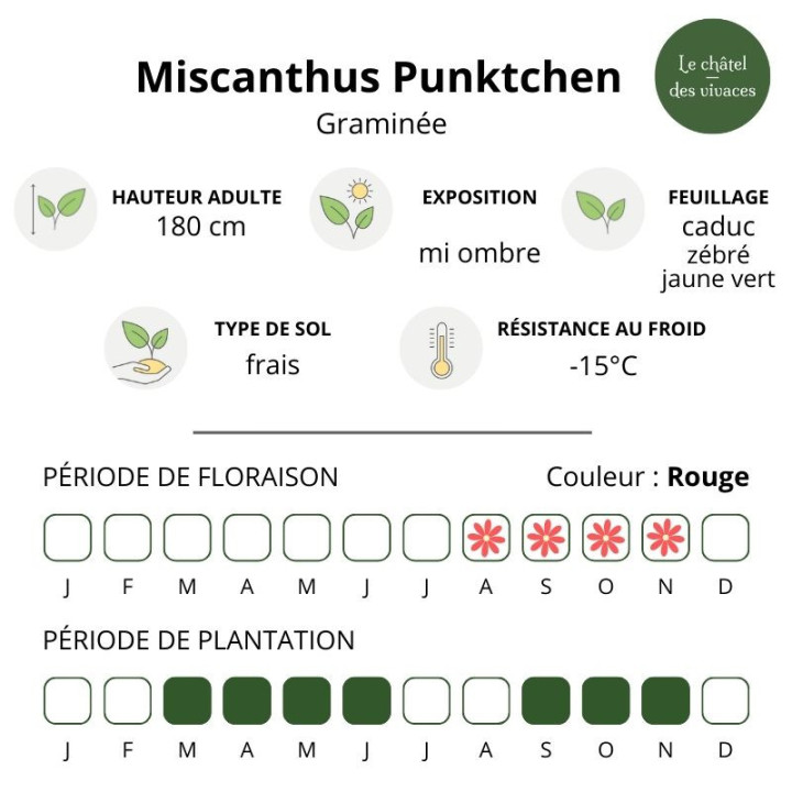 Miscanthus sinensis Punktchen