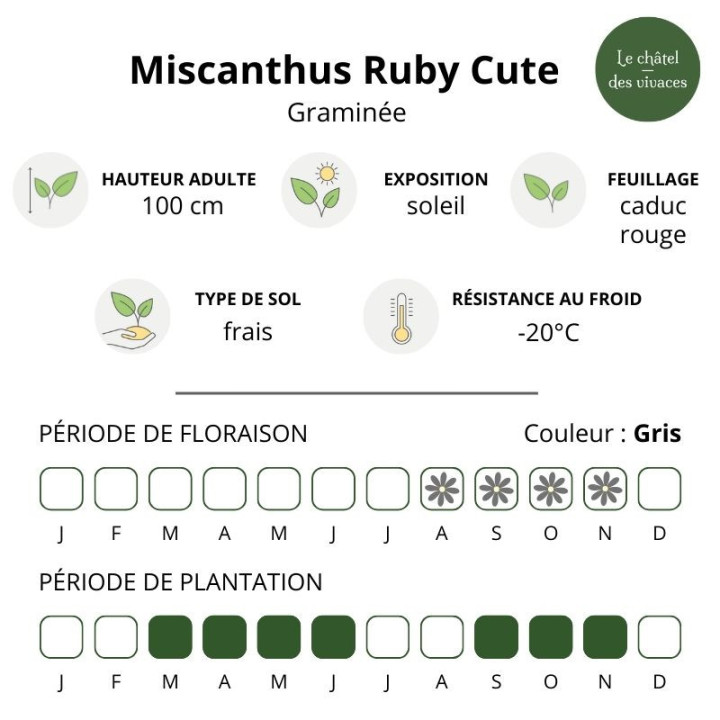 Miscanthus sinensis Ruby Cute
