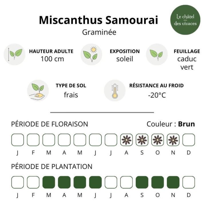 Miscanthus sinensis Samourai