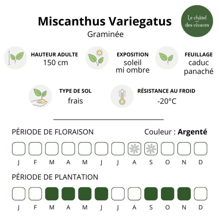 Miscanthus sinensis Variegatus