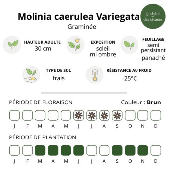 Molinia caerulea Variegata