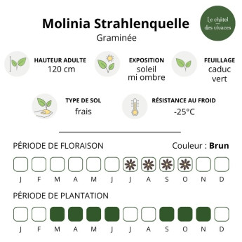 Molinia caerulea Strahlenquelle Molinia caerulea Strahlenquelle