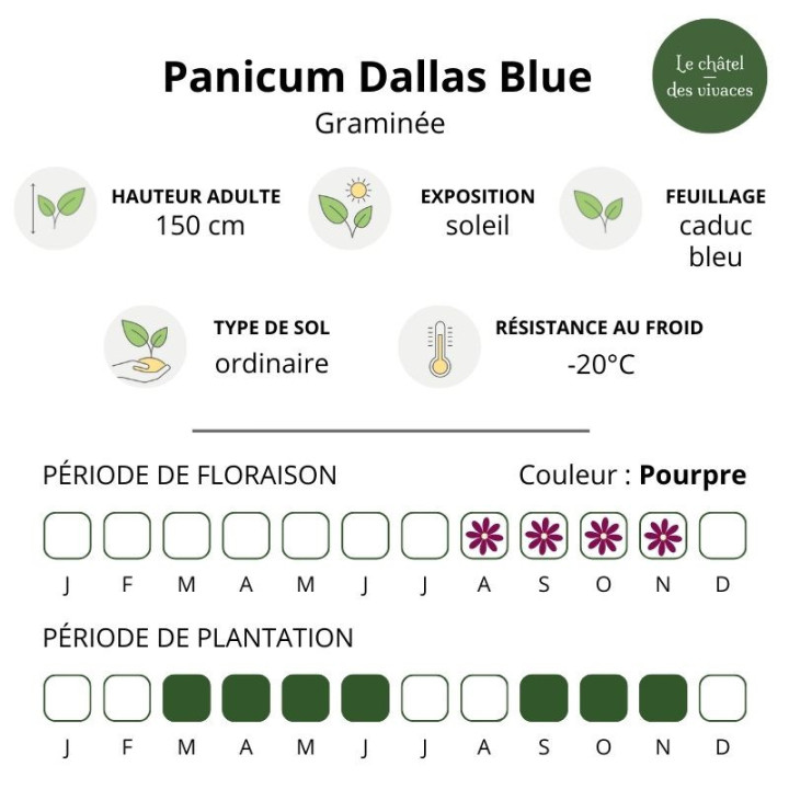 Panicum virgatum Dallas Blue