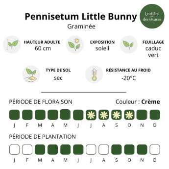 Caractéristiques du Pennisetum alopecuroides Little Bunny