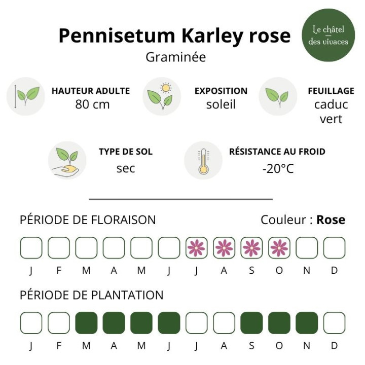 Pennisetum orientale Karley rose