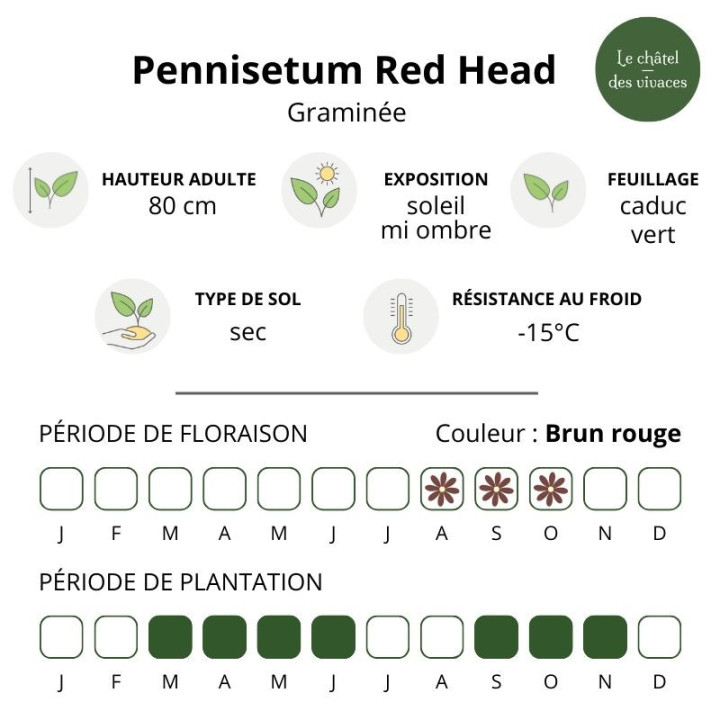 Pennisetum Red Head