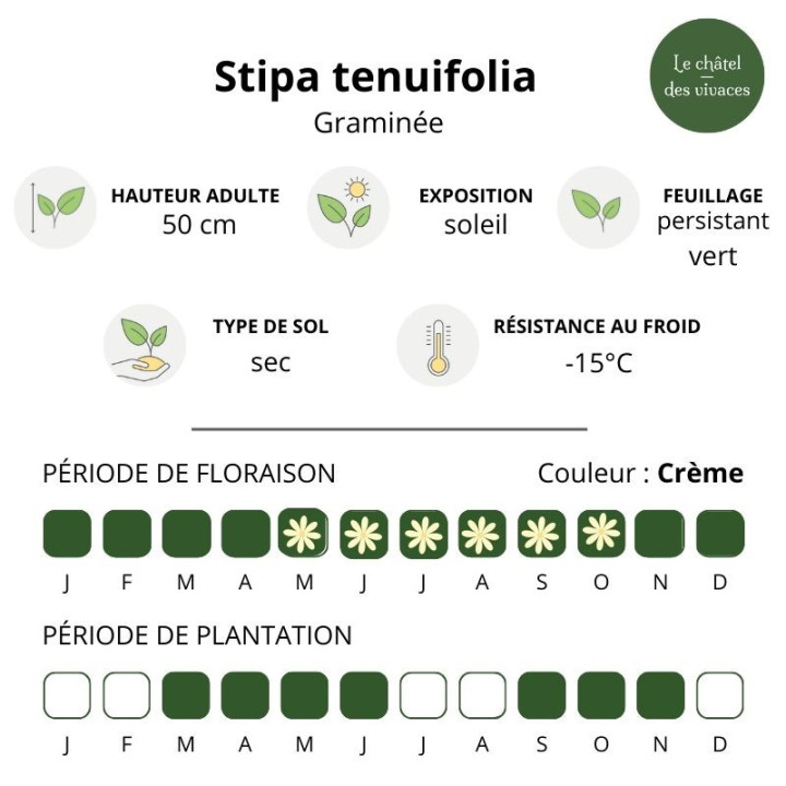 Stipa tenuifolia