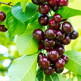 Cerisier Nain 'Garden Bing'
