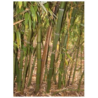 Bambou Phyllostachys dulcis Bambou Phyllostachys dulcis