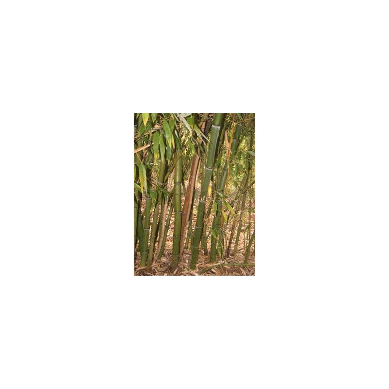 Bambou Phyllostachys dulcis Bambou Phyllostachys dulcis
