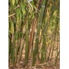 Bambou Phyllostachys dulcis