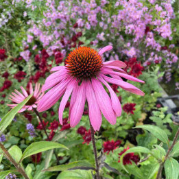 Echinacea purpurea Primadonna