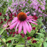 Echinacea purpurea Primadonna