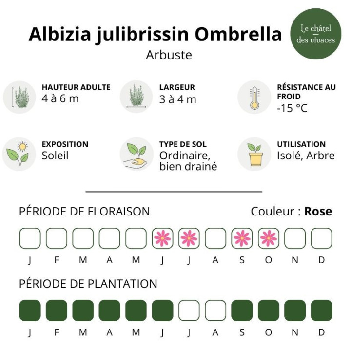 Albizia julibrissin Ombrella