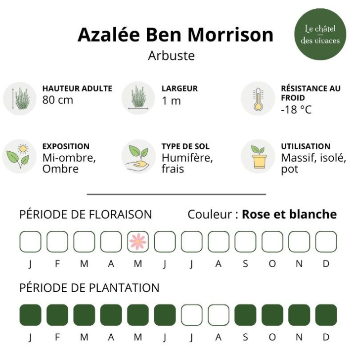 Azalée japonaise Ben Morrison