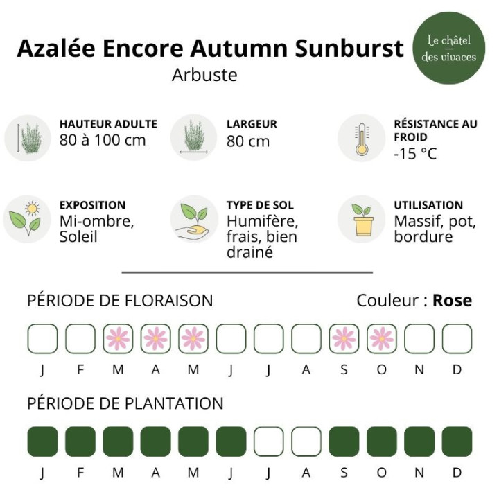 Azalée japonaise Encore Starburst