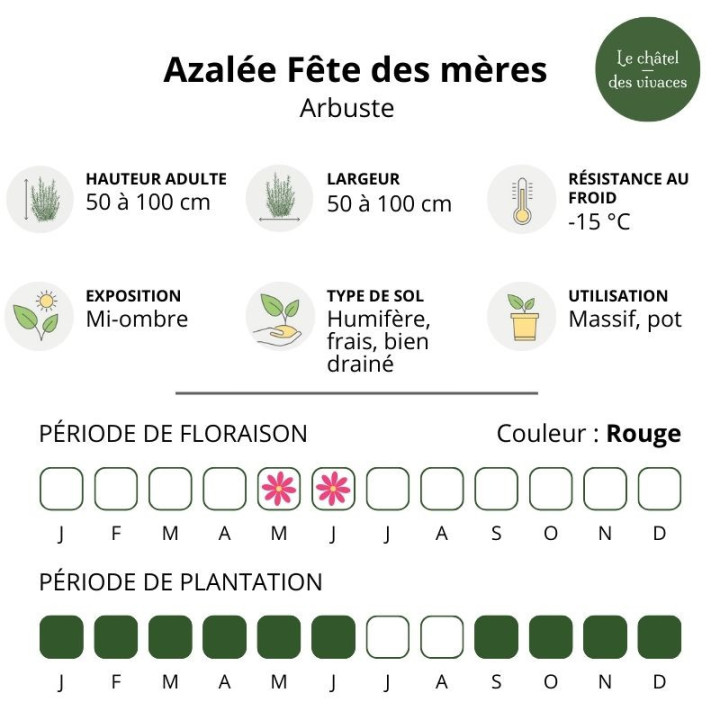Azalée japonaise Fête des mères