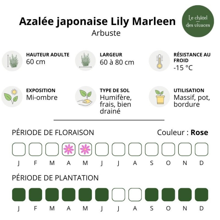 Azalée japonaise Lily Marleen