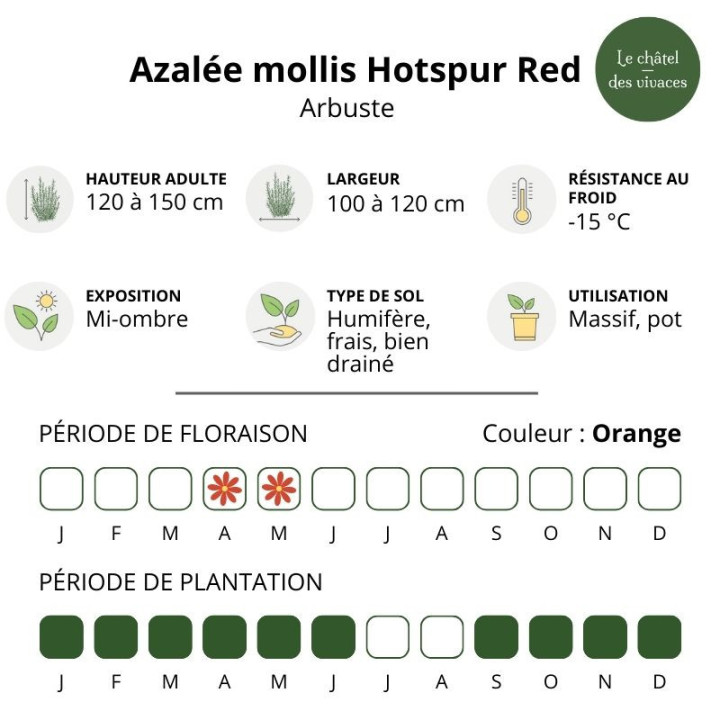 Azalée mollis Hotspur Red