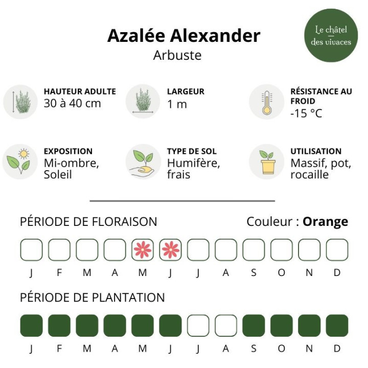 Azalée nakaharae Alexander