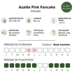 Azalée nakaharae Pink Pancake