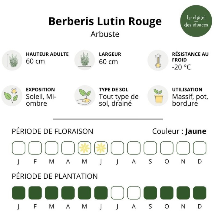 Berberis thunbergii Lutin Rouge