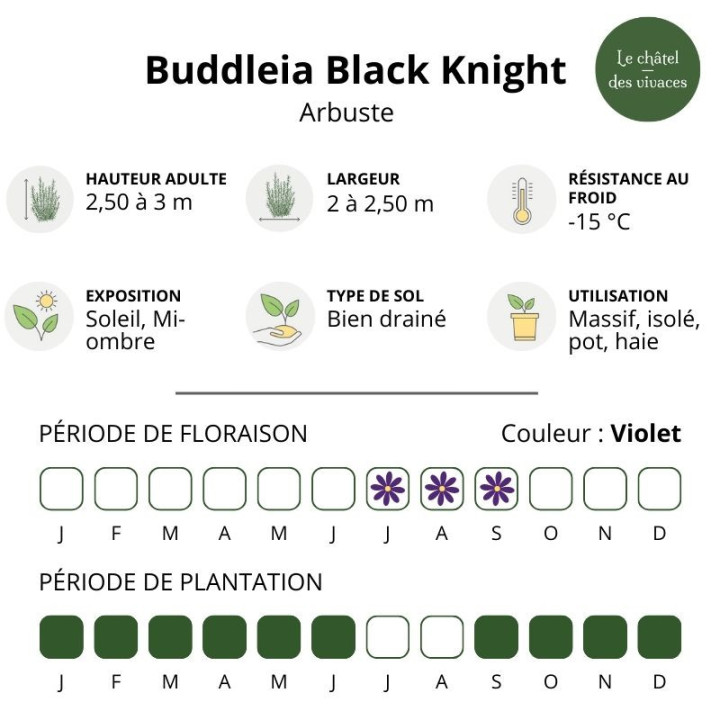Buddleia Black Knight