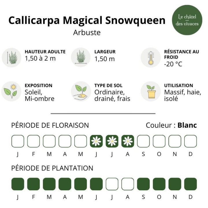 Callicarpa bodinieri Magical Snowqueen