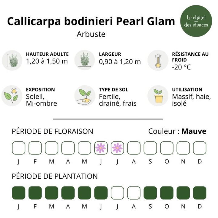Callicarpa bodinieri Pearl Glam