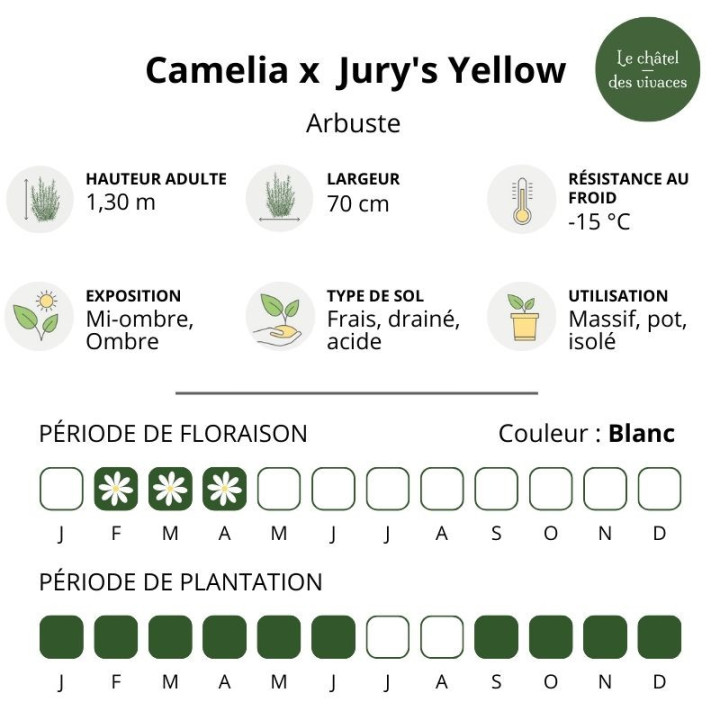 Camelia x Jury's Yellow