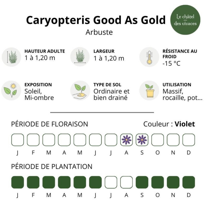 Caryopteris clandonensis Good As Gold
