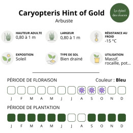 Caryopteris clandonensis Hint of Gold