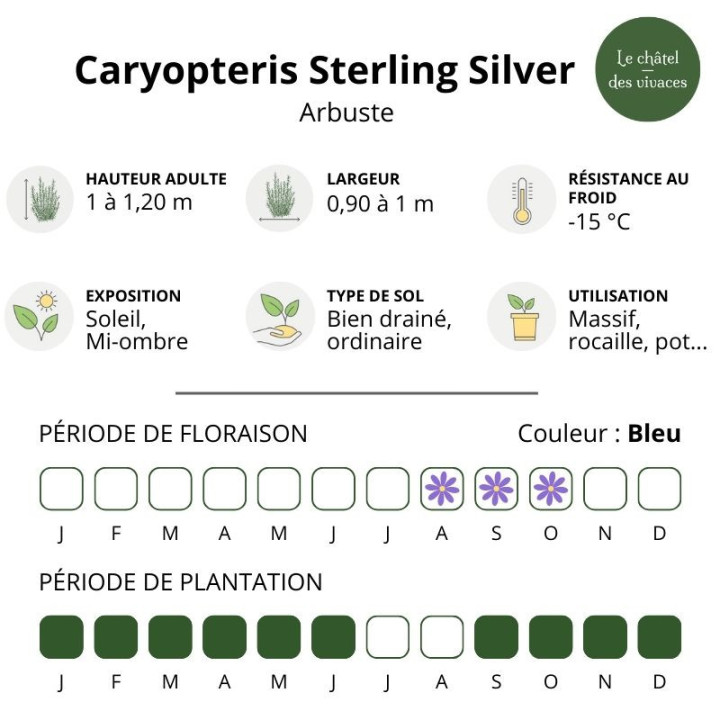 Caryopteris clandonensis Sterling Silver