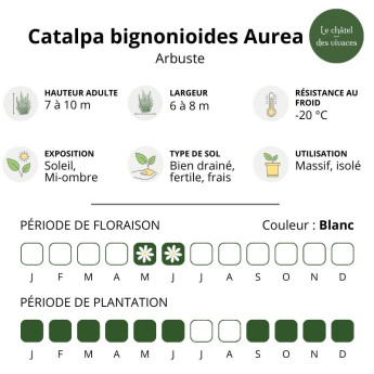 Catalpa bignonioides Aurea