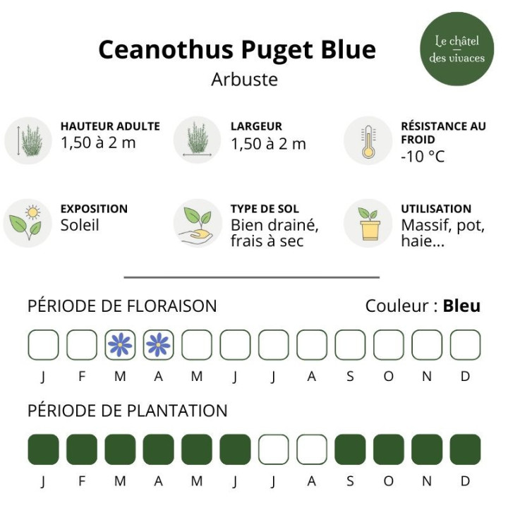 Ceanothus impressus Puget Blue