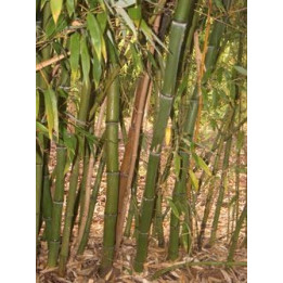 Bambou Phyllostachys iridescens