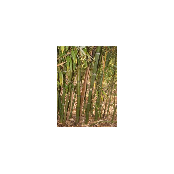 Bambou Phyllostachys iridescens