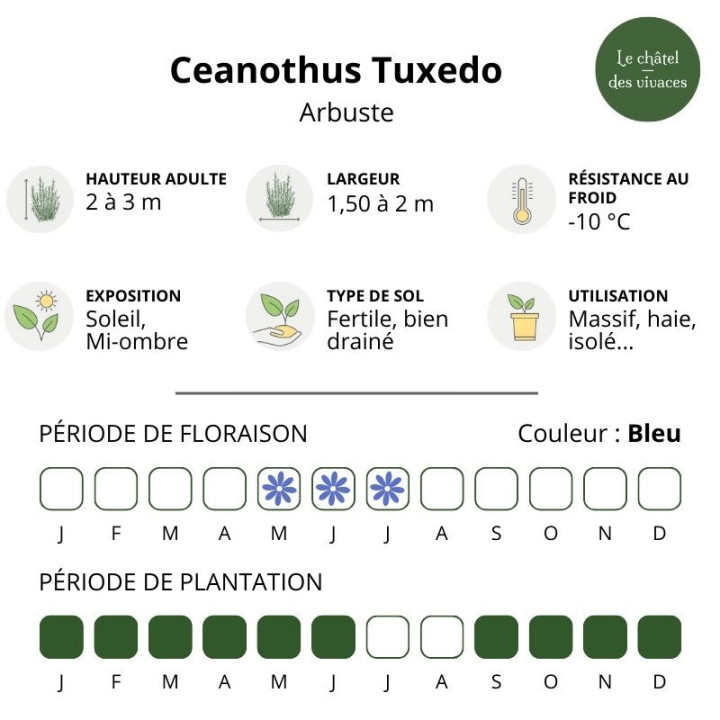 Ceanothus thyrsiflorus Tuxedo