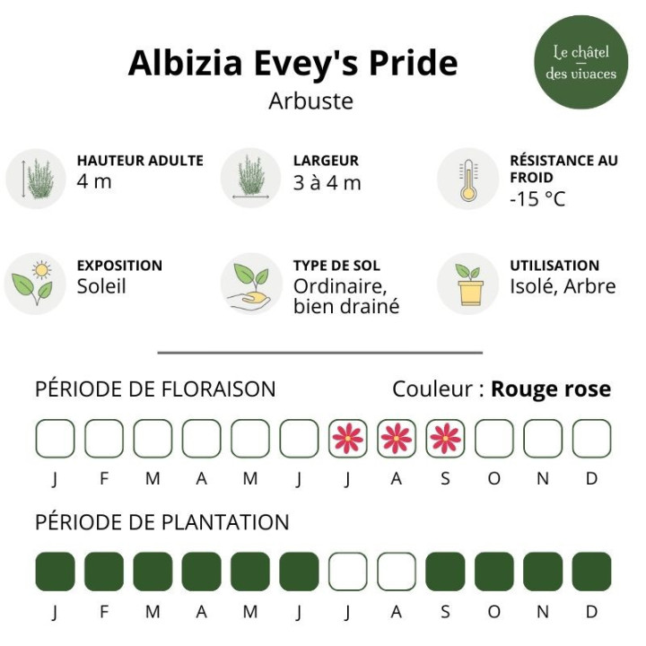 Albizia julibrissin Evey's Pride