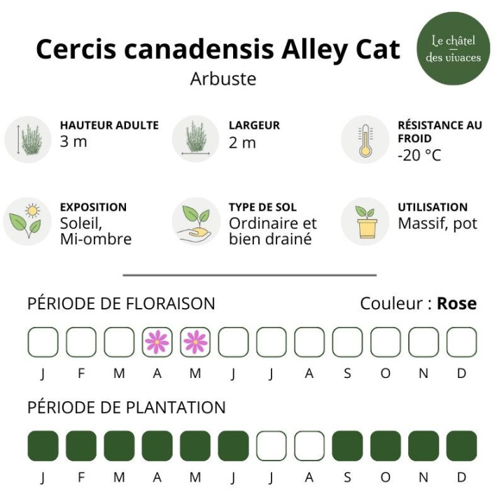 Cercis canadensis Alley Cat