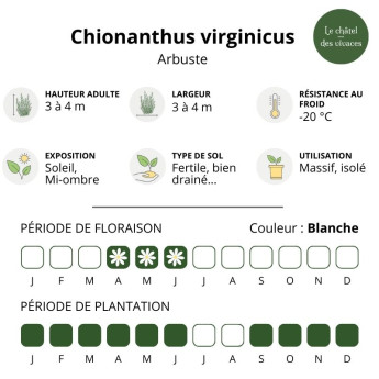 Chionanthus virginicus