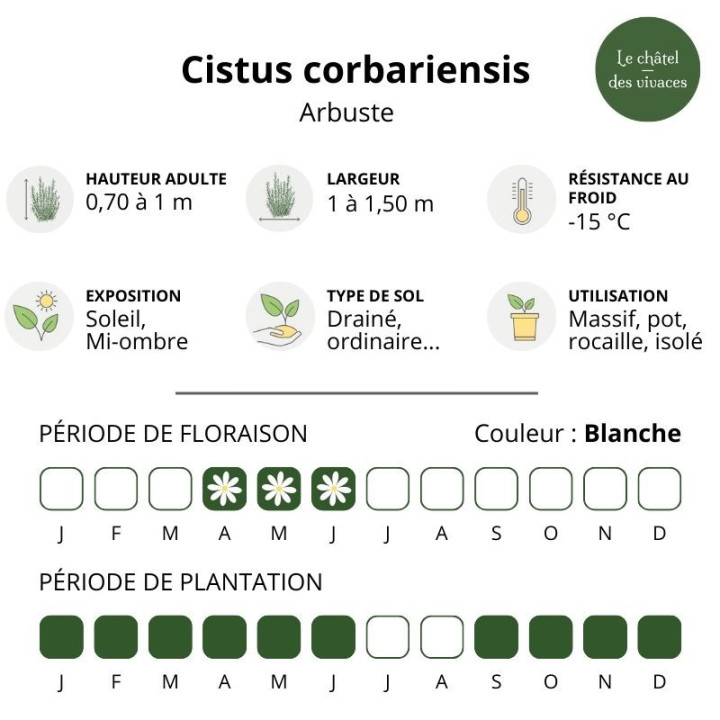 Cistus corbariensis