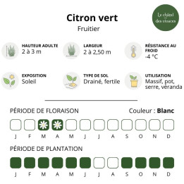 Citron vert